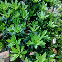 Egrow 40 Pcs / Pack Podocarpus Graines Podocarpus Macrophyllus Arbre Plante Maison Jardin Plante