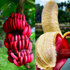 Egrow 40 Pcs / Pack Rouge Banane Graines Jardin En Pot Fruit Arbre Bonsa 