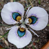 Egrow 40 Pcs / Sac Bleu Yeux Moraea Graines Moraea Iridioides Graines De Fleurs 40 Graines Chinois Caractéristiques Grai