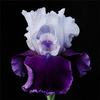 Egrow 40 Pcs / Sac Iris Tectorum Graines Rose Iris Graines Populaire Plantes Vivaces Bonsa Jardin Fleur Gorgeous Coupé