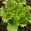 Egrow 40 Pcs / Sachet Italien Graines De Laitue Vert Saine Légumes Graines Italienne Laitue Graines Peut Être Semé Tout
