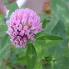 Egrow 400 Pcs / Pack Herba Red Clover Seeds Herba Red Clover Plant Trifolium Pratense