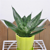 Egrow 400 PCS Jardin Bonsa Sansevieria Graines 100% Véritable Organique Floraison Fleur Plante Graine