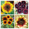 Egrow 40Pcs / Pack Graines de tournesol nain Graines de fleurs dintérieur rares Plantes organiques