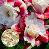 Egrow 5 PC / Paquet Rose Graines Real Adenium Obesum Flores Désert Rose Fleur Plantas Maison Jardin Bonsa Plantes Succu