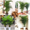 Egrow 5 Pcs / Pack Chrysalidocarpus Lutescens Plante Graines Décoration De La Maison Areca Palmier Intérieur Papillon Pa