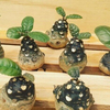 Egrow 5 Pcs / Pack Desert Rose Seeds Dorstenia Tree Bonsai for Home Garden Plant