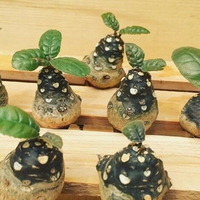 Egrow 5 Pcs / Pack Desert Rose Seeds Dorstenia Tree Bonsai for Home Garden Plant