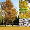 Egrow 5 Pcs / Pack Ginkgo Biloba Graines Rare Maidenhair Arbre Graine Adaptabilité Adapté Jardin Fruitier