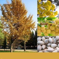 Egrow 5 Pcs / Pack Ginkgo Biloba Graines Rare Maidenhair Arbre Graine Adaptabilité Adapté Jardin Fruitier