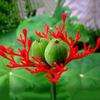 Egrow 5 Pcs / Pack Graines darbre de manioca Jatropha Podagrica Bonsai pour plante de jardin