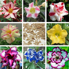 Egrow 5 Pcs / Pack Mixte Couleur Désert Rose Graines Branches Fleurs En Pot pour La Maison Jardin Plantes