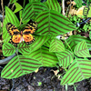 Egrow 5 Pcs / Pack Obcordata Graines Papillon Vert Bonsa pour Jardin Maison Plante