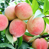Egrow 5 Pcs / Pack Peach Tree Graines Jardin Nain Bonanza Pêches Douces Bonsa Plantes de Fruits Graines