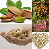 Egrow 5 Pcs / Pack Pistaches Graines Jardin Extérieur Noisette Arbre Fruit Arbre Semences Plantation
