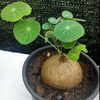 Egrow 5 Pcs / Pack Stephania Erecta Graines Buib Bonsai Tree pour Jardin Maison Plante