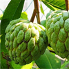 Egrow 5 Pcs / Paquet Custard Pomme Graines De Srikaya Bonsa Corossol De Fruits Graviola Annona Muricata Plant Doux Sop