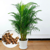 Egrow 5 Pcs / Paquet En Pot Graines De Bambou Décoration de La Maison Areca Palm Bonsa Plantes De Palmier Bonsa 