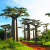 Egrow 5 Pcs / Sac Adansonia Digitata Baobab Arbre Graines Rare Baobab Graines Tropical Plante Jardin Graines
