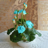 Egrow 5 Pcs Lotus Graines Bleu Vert Bol Lotus Nénuphar Graines Rare Fleur Aquatique Plante Graines