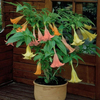 Egrow 50 Pcs / Bag Brugmansia Graines Ange Trompette Jaune Brugmansia Graines Énorme Parfumé Trompette Fleurs Graines Na