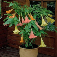 Egrow 50 Pcs / Bag Brugmansia Graines Ange Trompette Jaune Brugmansia Graines Énorme Parfumé Trompette Fleurs Graines Na