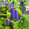 Egrow 50 Pcs / Pack Abies Graines De Noël Arbre Maison Jardin Bonsa Fleur Arbre Graines Jardin Plantes