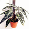 Egrow 50 Pcs / Pack Alocasia Graines Plante Feuille Noire Alocasia Bonsa Arbre Plantes Ornementales Intérieur Maison Ja