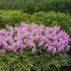 Egrow 50 Pcs / Pack Astilbe Graines Chinois Astilbe Plante Astilbe Chinensis Graines De Fleurs