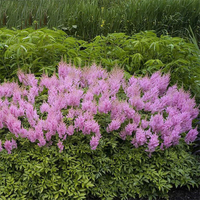 Egrow 50 Pcs / Pack Astilbe Graines Chinois Astilbe Plante Astilbe Chinensis Graines De Fleurs