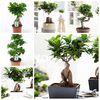 Egrow 50 Pcs / Pack Banyan Tree Seeds Potted Welding Pine Guest-Greeting Pine Bonsai for Indoor Planting