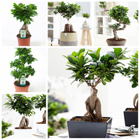Egrow 50 Pcs / Pack Banyan Tree Seeds Potted Welding Pine Guest-Greeting Pine Bonsai for Indoor Planting
