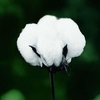 Egrow 50 Pcs / Pack Blanc Coton Graines Accueil Jardin Ferme Cultures Plantes DIY Bonsa Arbre Graines
