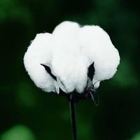 Egrow 50 Pcs / Pack Blanc Coton Graines Accueil Jardin Ferme Cultures Plantes DIY Bonsa Arbre Graines