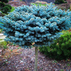 Egrow 50 Pcs / Pack Bleu Graines Dépinette À Feuilles Persistantes Picea Pungens Glauca Jardin Plantes Graines D&3
