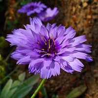 Egrow 50 Pcs / Pack Caerulea Des graines Cupids Amor Blue Flower Bonsai pour Home Garden Plant