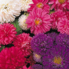Egrow 50 Pcs / Pack Callistephus Graines Plantes Naines Fleurs pour Jardin Patio Balcon Bonsa 