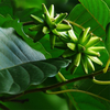 Egrow 50 Pcs / Pack Camptotheca Seeds Camptotheca Tree Plant Home Garden Tree