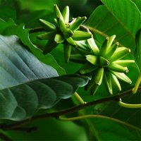 Egrow 50 Pcs / Pack Camptotheca Seeds Camptotheca Tree Plant Home Garden Tree