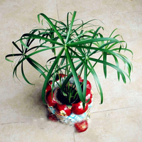 Egrow 50 Pcs / Pack Cyperus Graines Cyperus Alternifolius Bonsai Water Aquatic Pltion Bonsai Home Beauty Hydroponics Pla