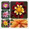 Egrow 50 Pcs / Pack Da hlia Graines De Fleurs Belle Tropical Décoration Extérieure Bonsa Plantes Graines