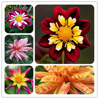 Egrow 50 Pcs / Pack Da hlia Graines De Fleurs Belle Tropical Décoration Extérieure Bonsa Plantes Graines