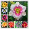 Egrow 50 Pcs / Pack Daylily Seeds Daylily Flowers Hemerocallis Lily Indoor Bonsai Flower Perennial Plant for DIY Home Ga
