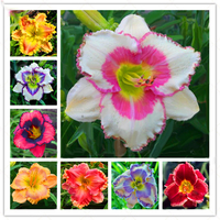 Egrow 50 Pcs / Pack Daylily Seeds Daylily Flowers Hemerocallis Lily Indoor Bonsai Flower Perennial Plant for DIY Home Ga