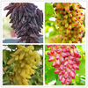 Egrow 50 Pcs / Pack Finger Graine De Raisin Délicieux Raisins De Fruits En Pot Graines De Plantes Pour La Maison Et Le J