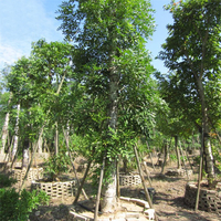 Egrow 50 Pcs / Pack Graines Darbre Dacajou Antillais Acajou Acajou Cubain Acajou