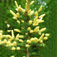 Egrow 50 PCS / Pack Graines De Cèdre Épicéa Semis Rare Arbre Bonsa Plant JAPONAIS Cedar Home Garden Bonsai