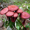 Egrow 50 Pcs / Pack Graines De Champignon Plantes Succulentes Ferme Bricolage Plantation Plantes Ornementales Graines