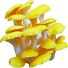 Egrow 50 Pcs / Pack Graines De Champignons BIO Graines De Légumes De Santé Comestible Pour Jardin Plantes Swamm Plantes