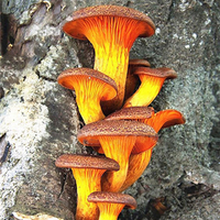 Egrow 50 Pcs / Pack graines de champignons en plein air plantes des plantes graines bricolage décorations